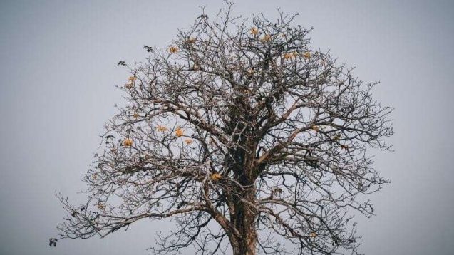 Damar hastalıkları risk faktörleri