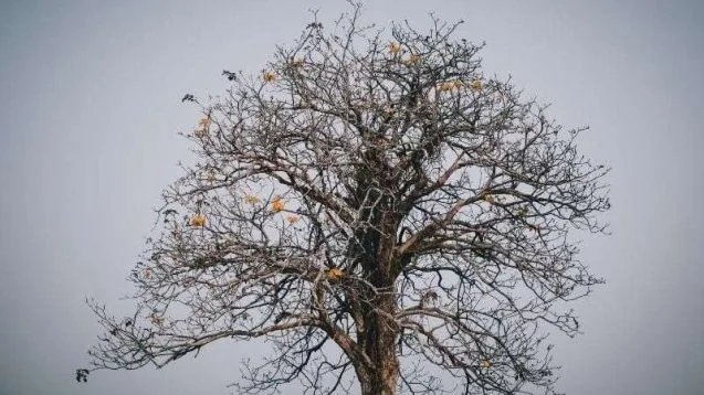 Damar hastalıkları risk faktörleri