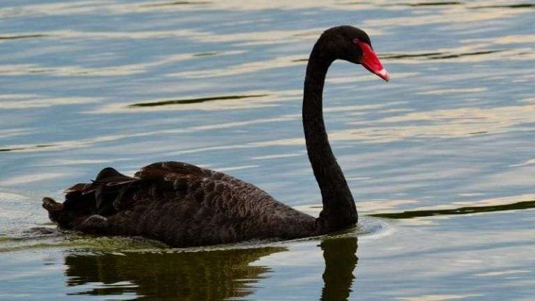Siyah Kuğu: Sağlıkta beklenmedik durumlar