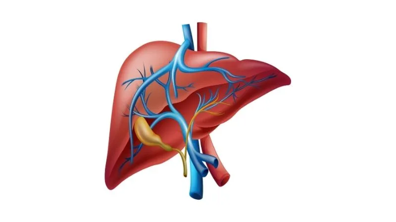 Portal ven trombozu tedavisi